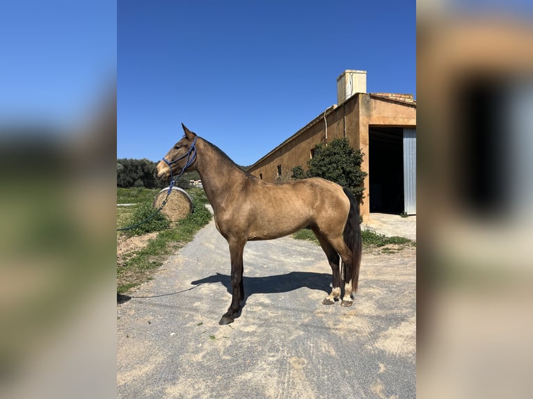 Lusitanien Jument 5 Ans 167 cm Isabelle in Casavells