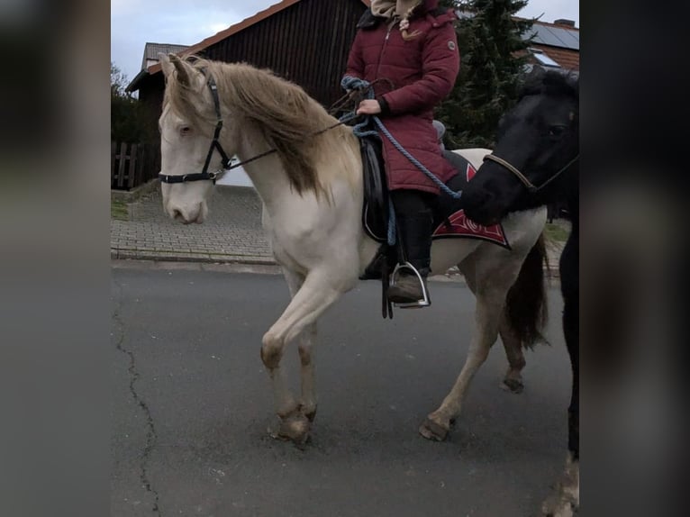 Lusitanien Jument 6 Ans 147 cm Cremello in Beetzendorf