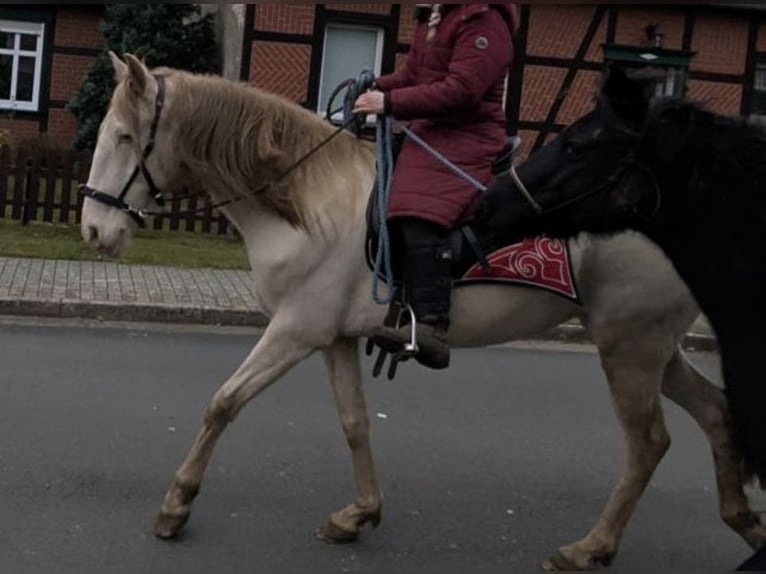 Lusitanien Jument 6 Ans 147 cm Cremello in Beetzendorf