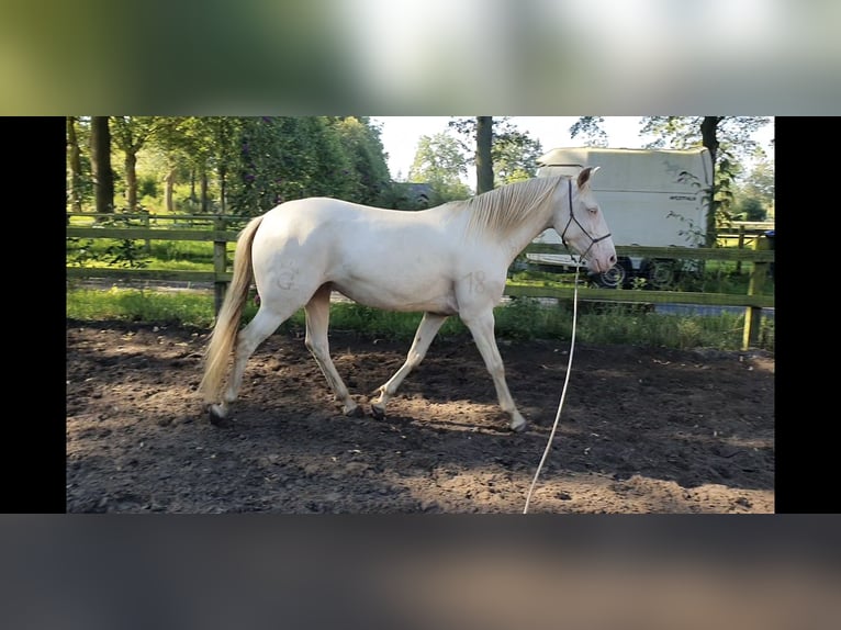 Lusitanien Jument 6 Ans 153 cm Perlino in Nijverdal