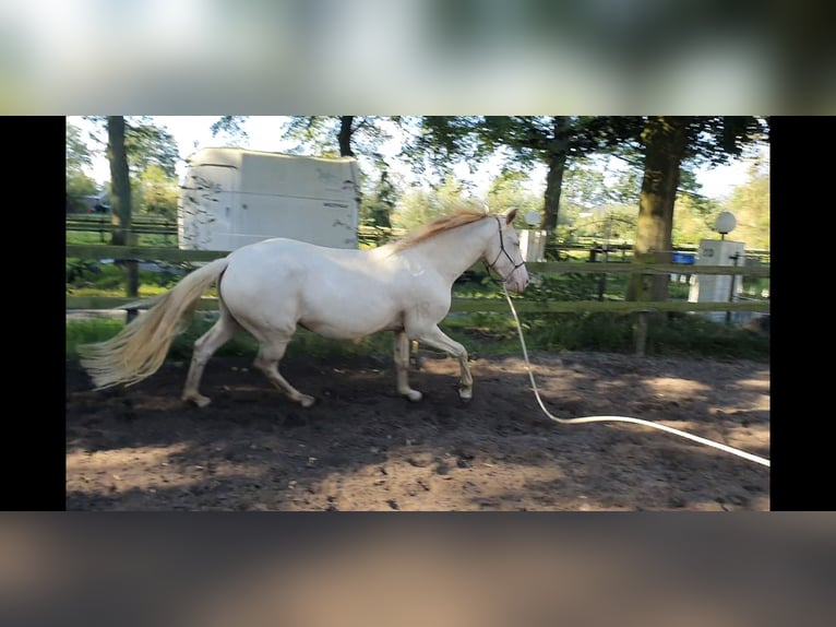 Lusitanien Jument 6 Ans 153 cm Perlino in Nijverdal