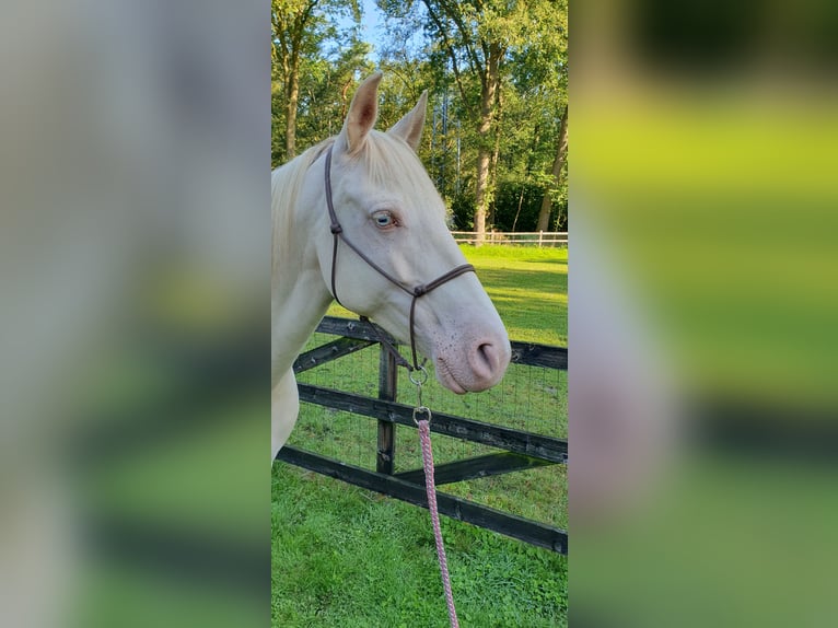 Lusitanien Jument 6 Ans 153 cm Perlino in Nijverdal