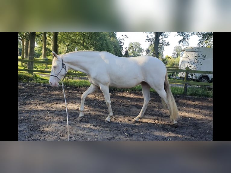 Lusitanien Jument 6 Ans 153 cm Perlino in Nijverdal