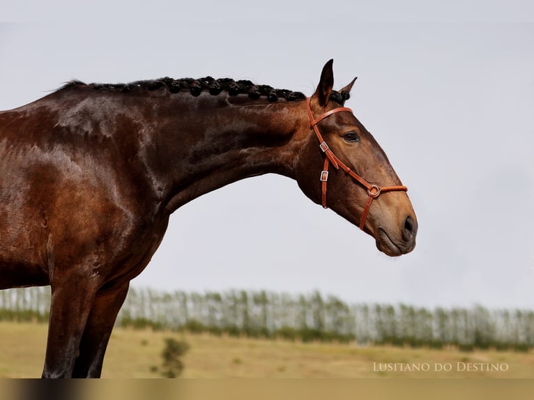 Lusitanien Jument 6 Ans 157 cm Buckskin in Générac