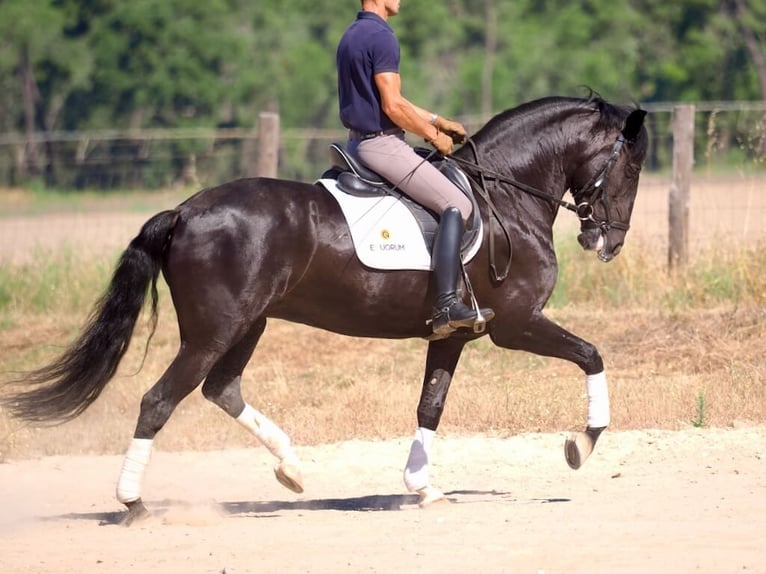 Lusitanien Jument 6 Ans 157 cm Noir in Navas Del Madroño
