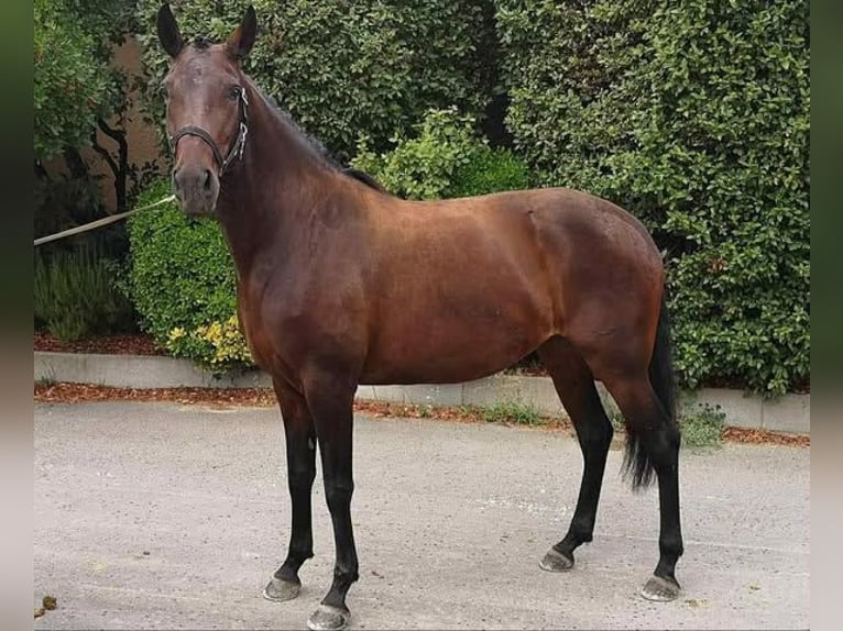 Lusitanien Jument 6 Ans 160 cm Bai brun in Plats