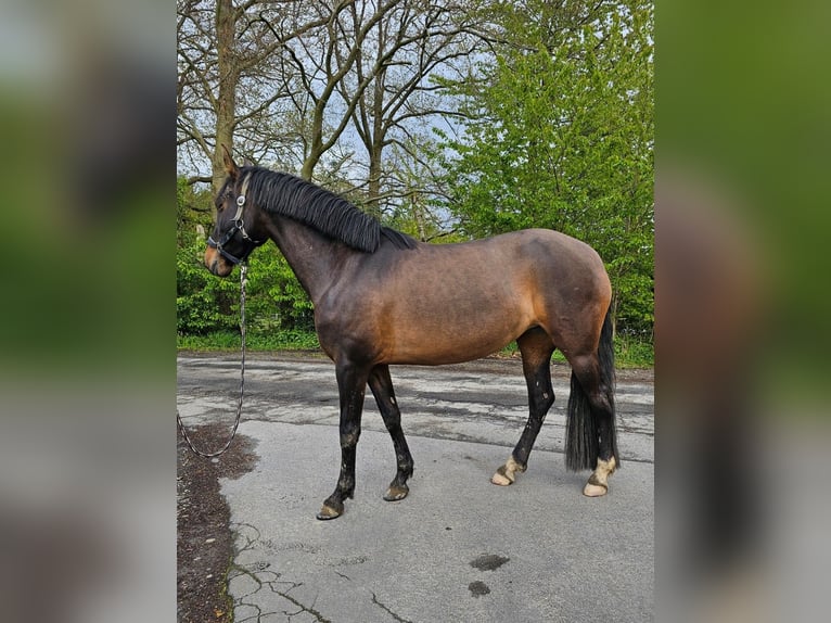 Lusitanien Croisé Jument 6 Ans 160 cm Bai brun in Hagen