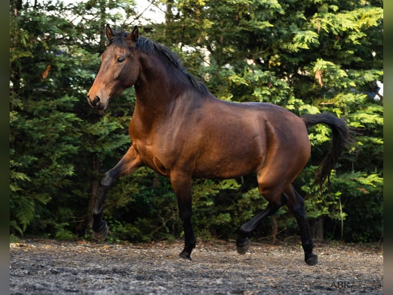 Lusitanien Jument 6 Ans 160 cm Bai in Nogueira da Regedoura