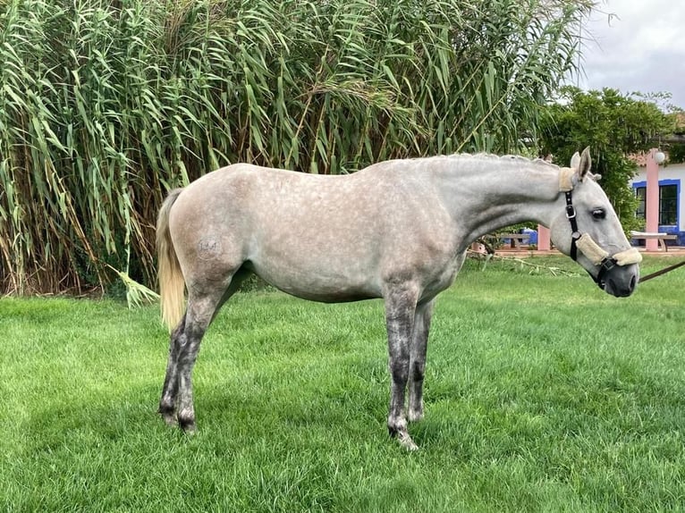 Lusitanien Jument 6 Ans 160 cm Gris in Alcáçovas