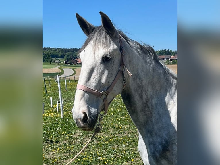Lusitanien Jument 6 Ans 162 cm Gris pommelé in Amlikon-Bissegg