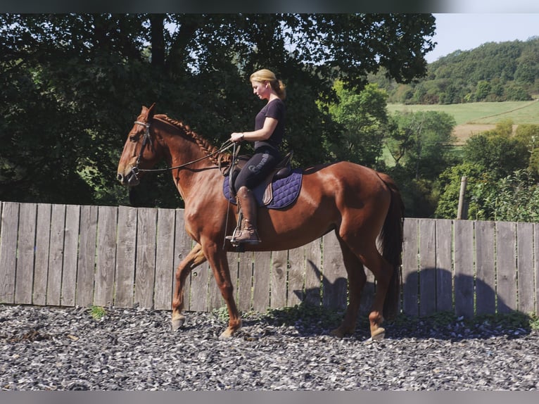 Lusitanien Croisé Jument 6 Ans 163 cm in Mandelbachtal