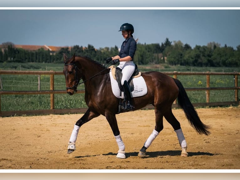 Lusitanien Jument 6 Ans 167 cm Bai brun in Aix en provence