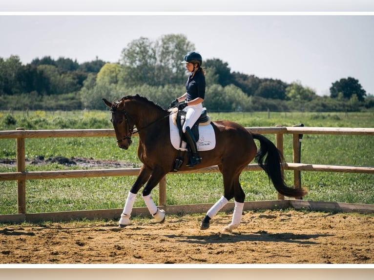 Lusitanien Jument 6 Ans 167 cm Bai brun in Aix en provence