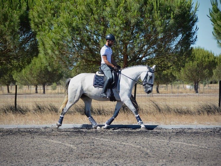 Lusitanien Jument 6 Ans 167 cm Gris moucheté in Agua Derramada