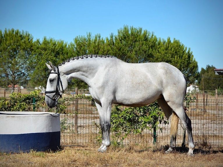 Lusitanien Jument 6 Ans 167 cm Gris moucheté in Agua Derramada