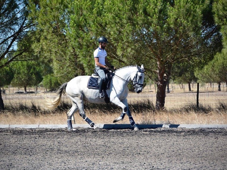 Lusitanien Jument 6 Ans 167 cm Gris moucheté in Agua Derramada