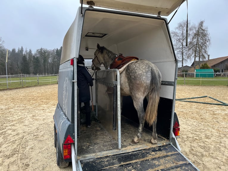 Lusitanien Jument 6 Ans Gris pommelé in Amlikon-Bissegg