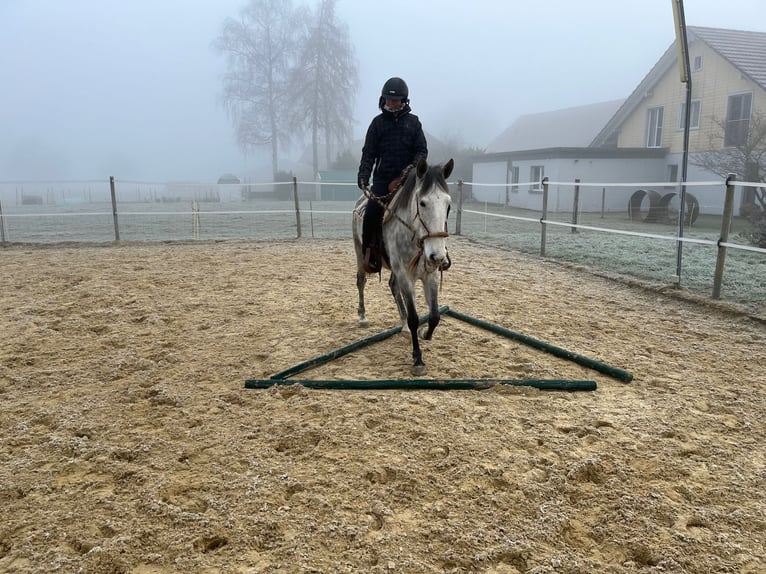 Lusitanien Jument 6 Ans Gris pommelé in Amlikon-Bissegg