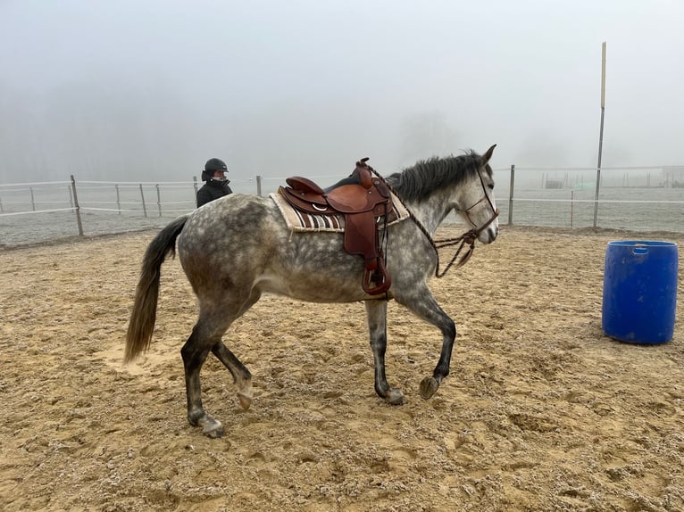 Lusitanien Jument 6 Ans Gris pommelé in Amlikon-Bissegg