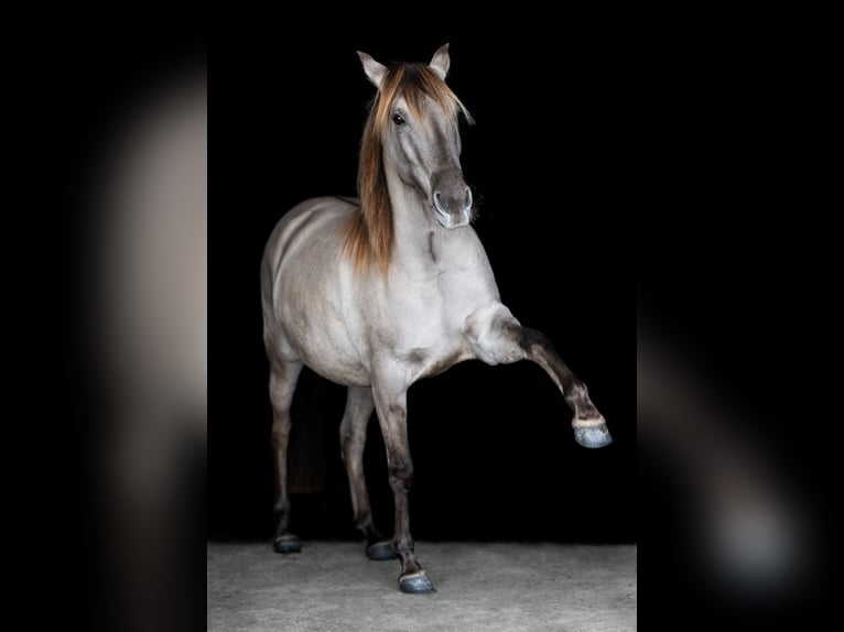 Lusitanien Croisé Jument 7 Ans 150 cm Isabelle in Groß Grönau