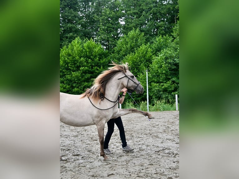 Lusitanien Croisé Jument 7 Ans 150 cm Isabelle in Groß Grönau