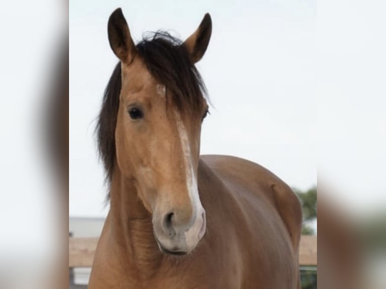 Lusitanien Jument 7 Ans 154 cm Buckskin in Quick