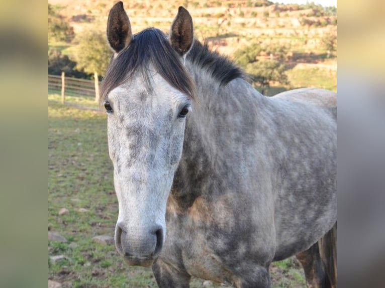 Lusitanien Jument 7 Ans 156 cm Gris noir in S&#xE3;o Teot&#xF3;nio