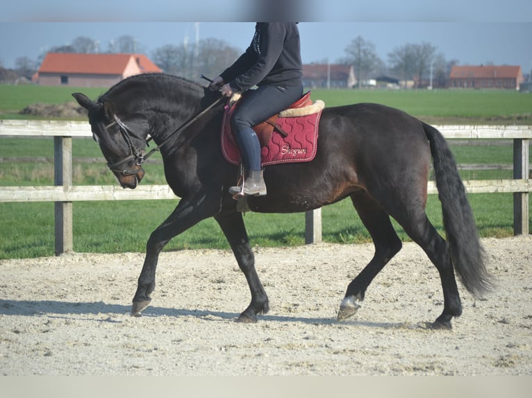Lusitanien Jument 7 Ans 157 cm Bai brun foncé in Breda
