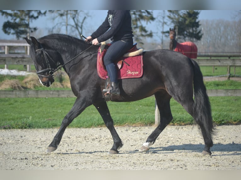 Lusitanien Jument 7 Ans 157 cm Bai brun foncé in Breda