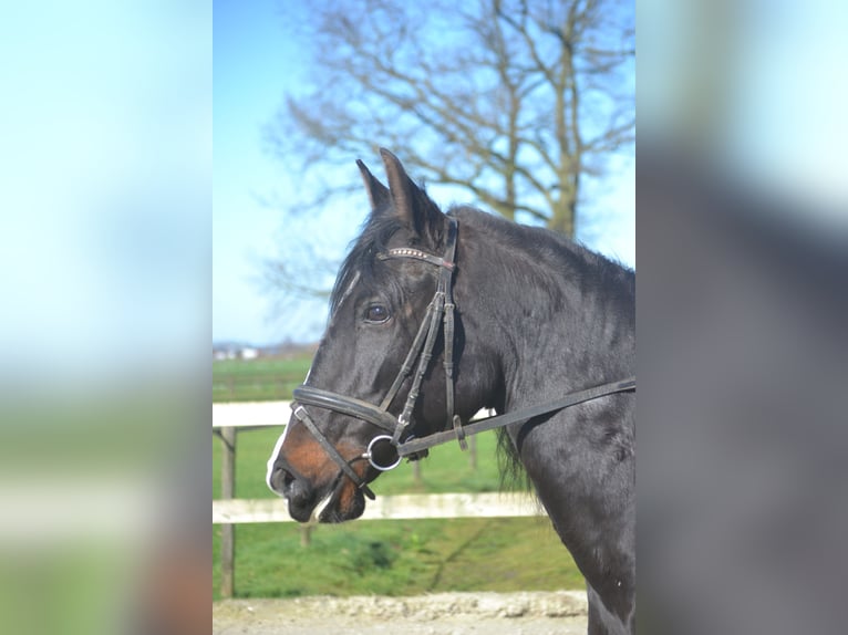 Lusitanien Jument 7 Ans 157 cm Noir in Breda