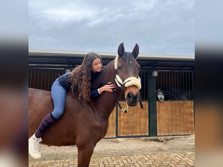 Lusitanien Jument 7 Ans 160 cm Bai in Martfeld