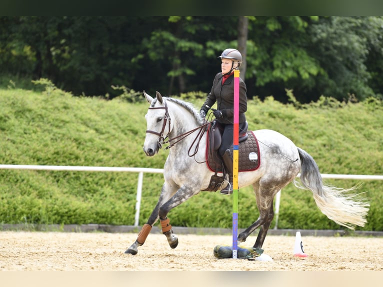 Lusitanien Jument 7 Ans 160 cm Gris noir in Halfing