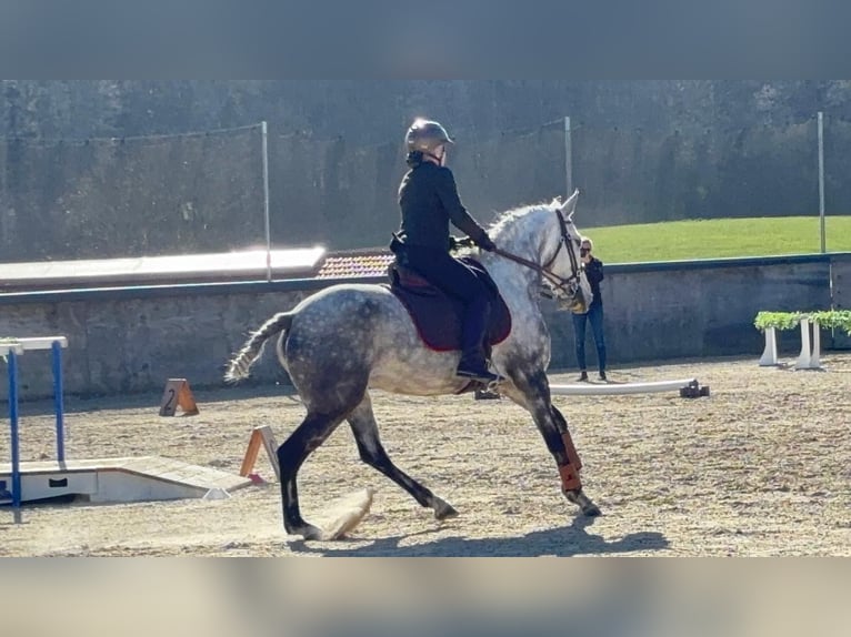 Lusitanien Jument 7 Ans 160 cm Gris noir in Halfing