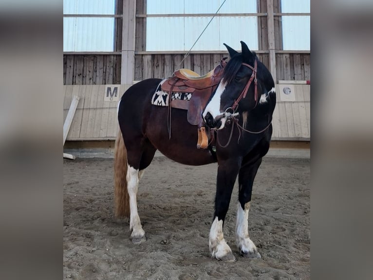 Lusitanien Croisé Jument 7 Ans 160 cm Pinto in Albstadt