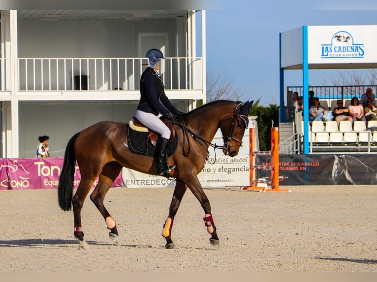 Lusitanien Jument 7 Ans 168 cm Bai brun in Madrid