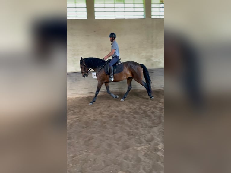 Lusitanien Jument 7 Ans 169 cm Bai in Felgueiras