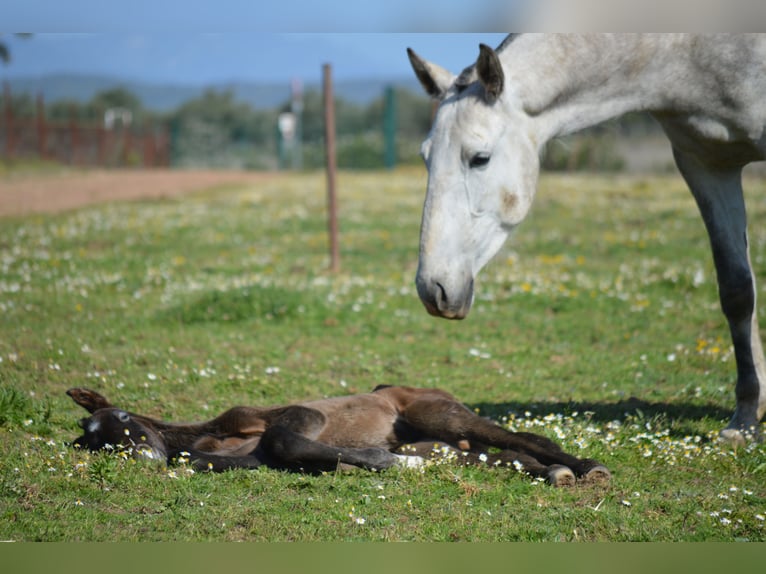 Lusitanien Jument 8 Ans 160 cm Gris in Valdecaballeros