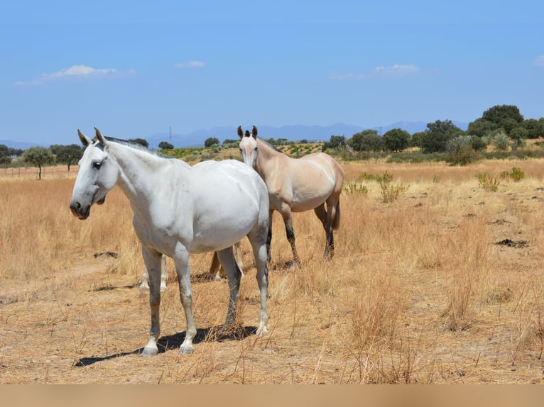 Lusitanien Jument 8 Ans 160 cm Gris in Valdecaballeros