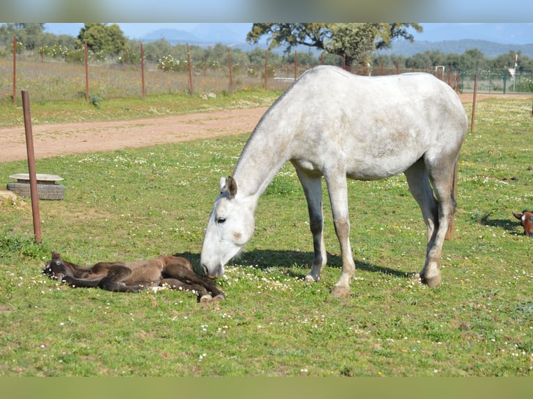 Lusitanien Jument 8 Ans 160 cm Gris in Valdecaballeros