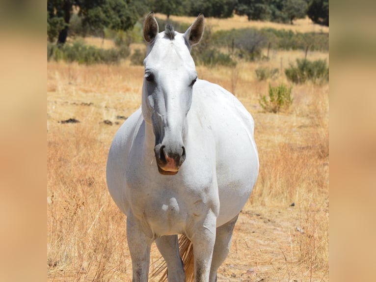 Lusitanien Jument 8 Ans 160 cm Gris in Valdecaballeros