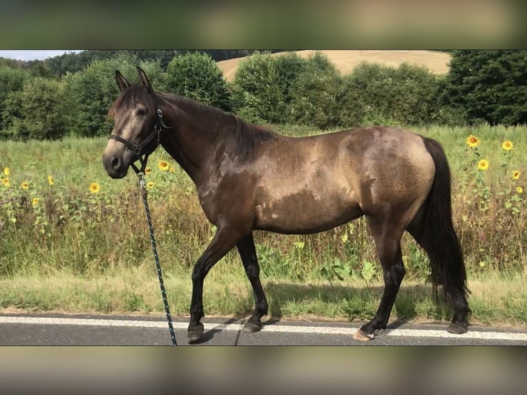 Lusitanien Jument 8 Ans 160 cm Isabelle in Bebra