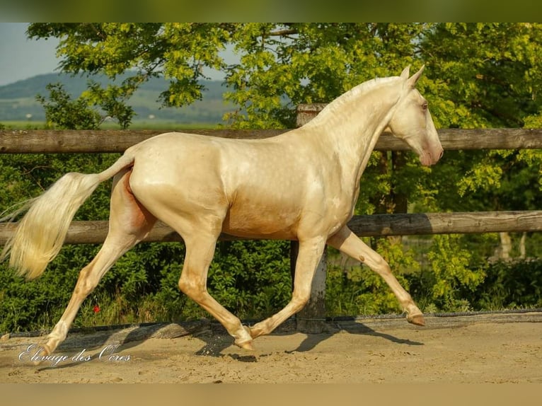 Lusitanien Jument 8 Ans 160 cm Palomino in Marly-sous-Issy