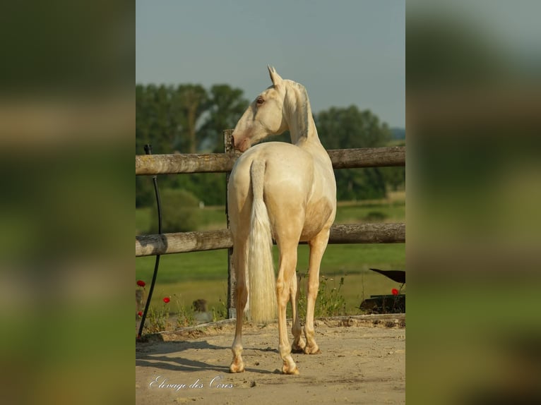 Lusitanien Jument 8 Ans 160 cm Palomino in Marly-sous-Issy