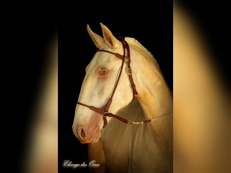 Lusitanien Jument 8 Ans 160 cm Palomino in Marly-sous-Issy