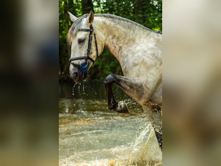 Lusitanien Jument 8 Ans 165 cm Gris in Courtedoux