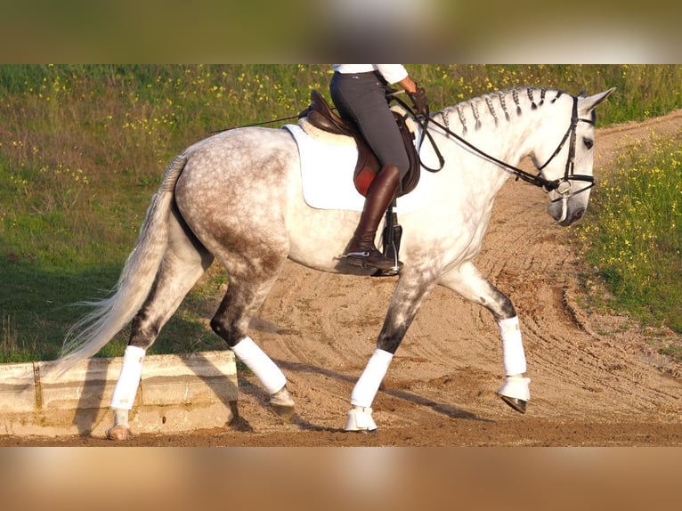 Lusitanien Jument 8 Ans 167 cm Gris in NAVAS DEL MADRONO