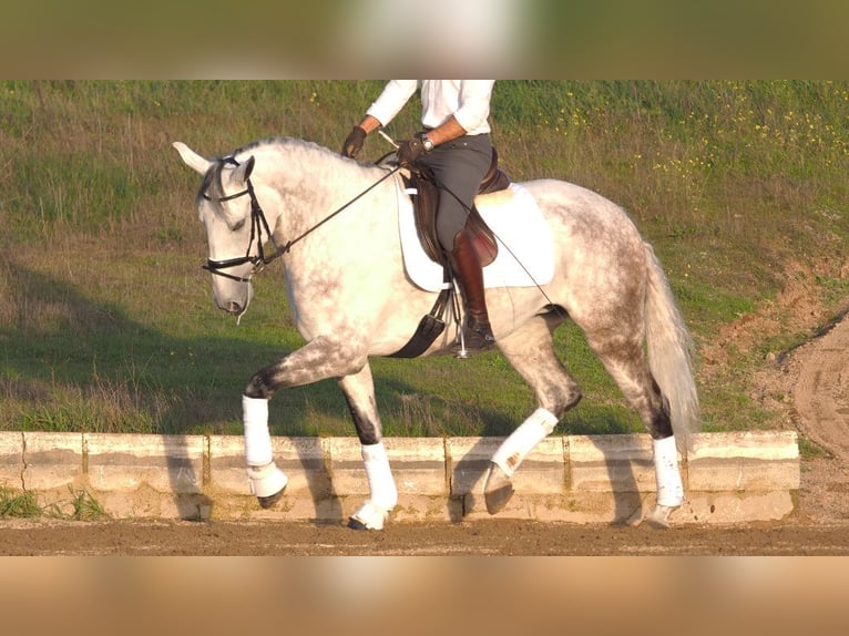 Lusitanien Jument 8 Ans 167 cm Gris in NAVAS DEL MADRONO