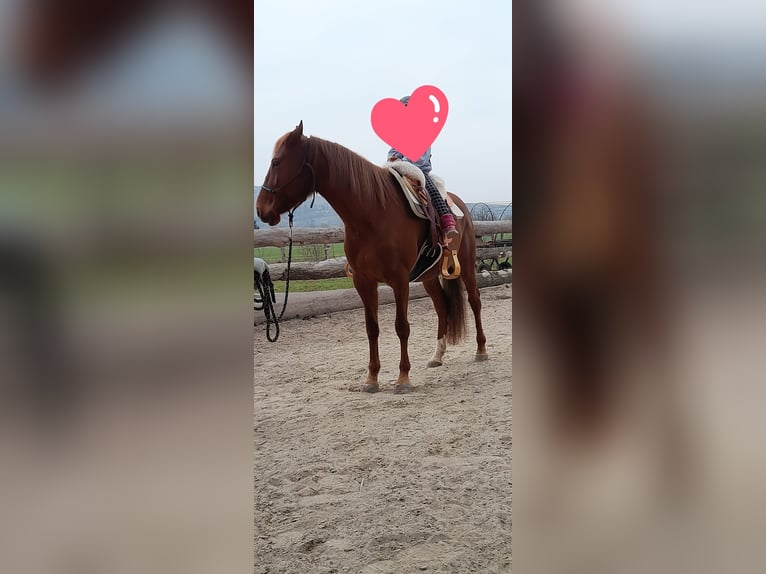 Lusitanien Jument 9 Ans 154 cm Alezan in Lahr/Schwarzwald
