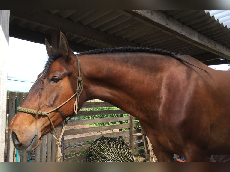 Lusitanien Jument 9 Ans 156 cm Bai in Beinsdorp