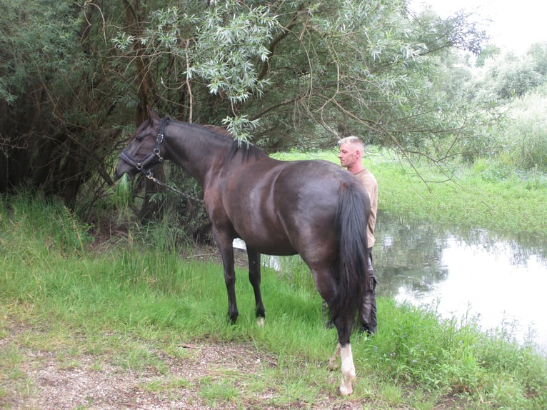 Lusitanien Jument 9 Ans 156 cm Noir in SIEGEN